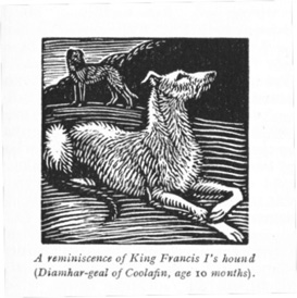 Wood engraving of one of Phyllis's hounds, Diamhar Gael